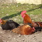 Bed & Breakfast L'adele Occimiano