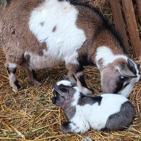 Couette-café L'adele 4*