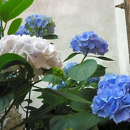 Bed & Breakfast L'adele Occimiano