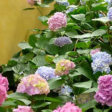 L'adele Bed & Breakfast Occimiano