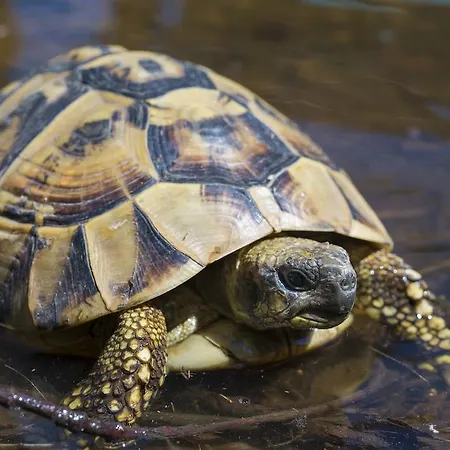 L'adele 4* Occimiano