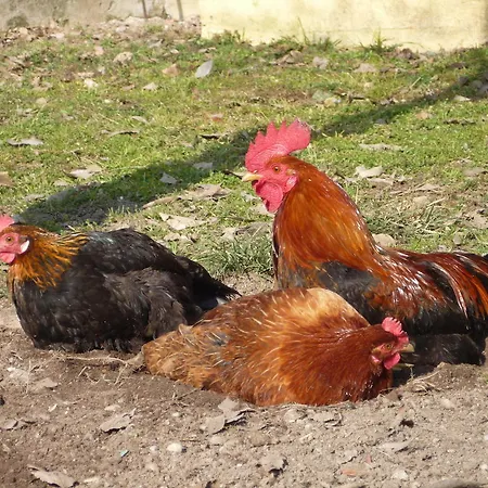 Couette-café L'adele Occimiano