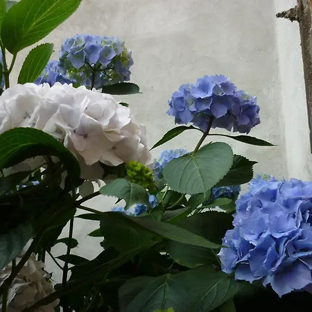 Bed & Breakfast L'adele Occimiano