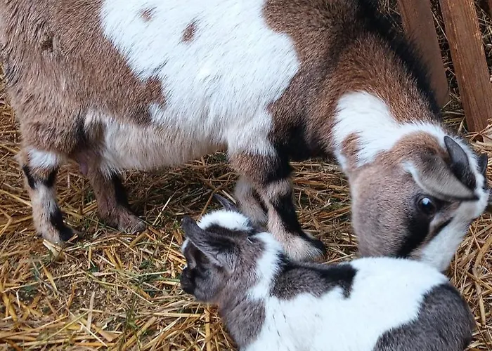 Bed & Breakfast L'adele 4*