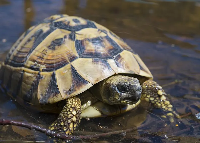 L'adele 4* Occimiano