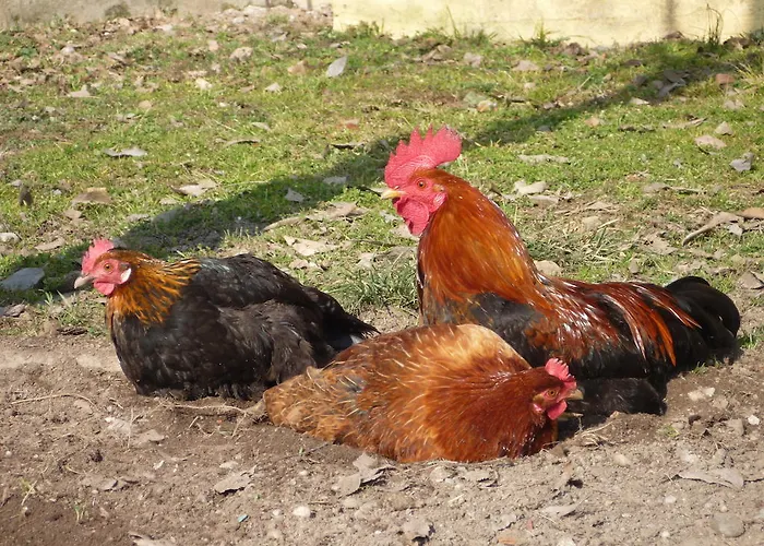 Bed & Breakfast L'adele Occimiano